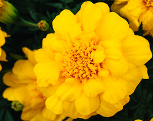 あかぼり小菊の里　マリーゴールド26