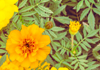 あかぼり小菊の里　マリーゴールド29