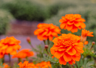 あかぼり小菊の里　マリーゴールド27