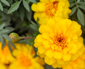 あかぼり小菊の里　マリーゴールド16