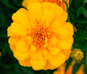 あかぼり小菊の里　マリーゴールド20