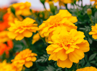 あかぼり小菊の里　マリーゴールド18