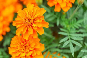 あかぼり小菊の里　マリーゴールド10