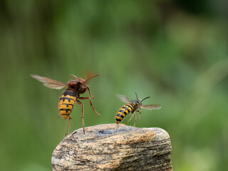 Hornisse (Vespa crabro)