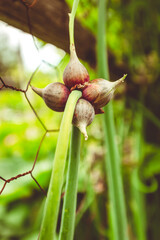 Tree Onion Growing in Organic Garden
