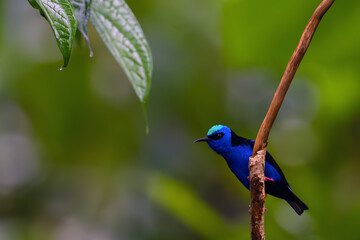 Red-legged honeycreeper (Cyanerpes cyaneus) adult male sitting on a twig with a green background.A tiny exotic blue bird on a green background.