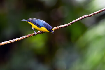 Yellow-crowned euphonia (Euphonia luteicapilla) i sitting on a twig with green background. Exotic blue bird on green background.