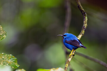 Shining honeycreeper (Cyanerpes lucidus), adult male sitting on a twig with green background. Exotic blue bird on green background.