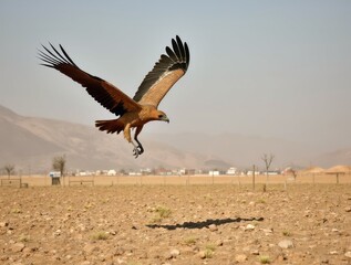 Majestic Vulture Landing in Desert Landscape near Nazca, Peru