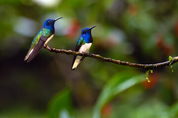 White-necked Jacobin (Florisuga mellivora), colorful hummingbird sitting on a branch with a green background. Typical hummingbird of Central and South America with a white tail.
