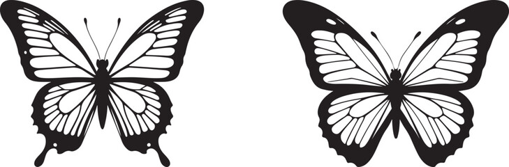 black and white butterfly