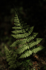 Abstract Green Fern Leaves Plant Nature Background