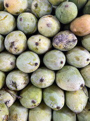 Pile of ripe mangoes. Fresh green mango texture. Green mango video background. close up of mango fruit for background