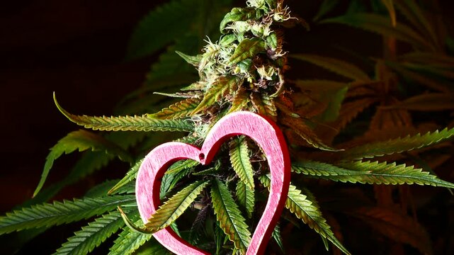 marijuana plant bud video medical cannabis farm close up