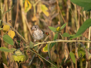 Stieglitz (Carduelis carduelis)