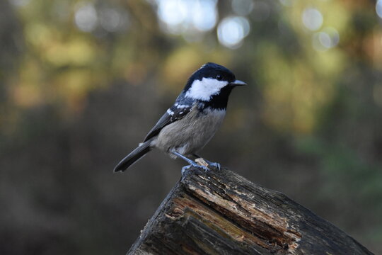This is a tiny and cute coal tit in a forest in sunny day. 