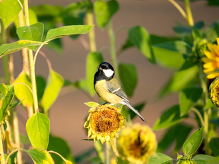 Kohlmeise (Parus major) auf Sonnenblume