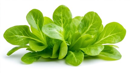 Fresh Green Lettuce Isolated on White Background. Generative AI