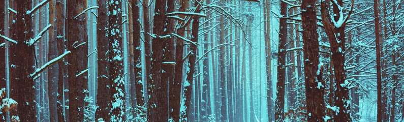 Obraz premium Snowy winter pine wood. Rural winter landscape. Pine trees in snow. Horizontal banner