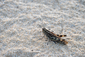 Grasshopper on sandy surface in close-up view
