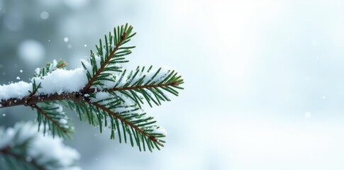 Snowy fir branch with snowflakes, isolated on white background, isolation, forest, icy
