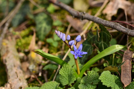 Closeup of a two-leaf alpine squill flower in bloom