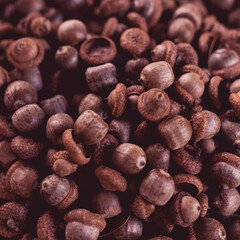 Brown Acorns Texture Abstract Fall Design Background