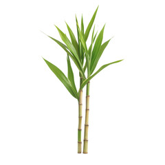 Green bamboo plant, white isolate background.