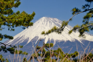 富士山と松