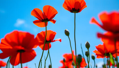 Obraz premium Beautiful natural wallpaper with red poppy flowers against the blue sky in the summertime, close-up. with white shades