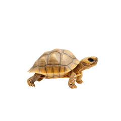 Obraz premium Tortoise walking, white isolate background