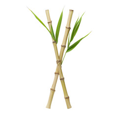 Fototapeta premium Two bamboo stalks with green leaves on a white isolated background.