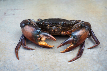 Orange Serrated Mud Crab - Scylla olivacea. alive giant black crab male large claws from nature in the mangrove forests of Thailand.