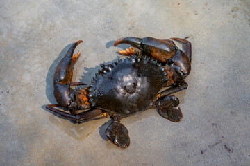 Orange Serrated Mud Crab - Scylla olivacea. alive giant black crab male large claws from nature in the mangrove forests of Thailand.