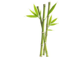Bamboo stalks, green leaves, white isolated background.