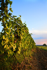 Vine in a vineyard in the sunset