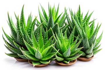 Soothing aloe vera, isolated on white, ideal for skincare and natural remedies.  A healthy, succulent plant.