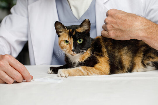 Cute cat and male vet in veterinary clinic close-up