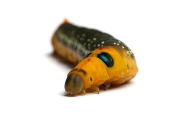 Large Oleander Hawk moth caterpillar isolated on white background, macro