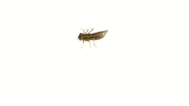 Dragonfly Larva on White Background, Aeshna juncea lavae, nympha, 4k video