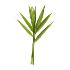 Fresh green plant with elongated leaves, white isolate background.