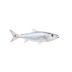 Obraz premium Fresh raw fish on a white isolated background.