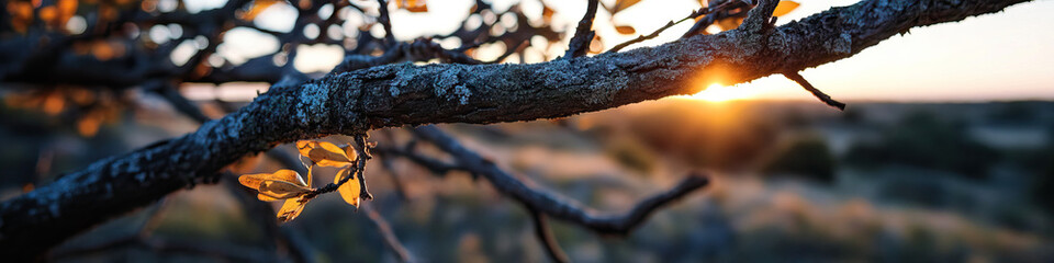 Tree Branch, Lichen, Dry Leaves, and Sunset Landscape