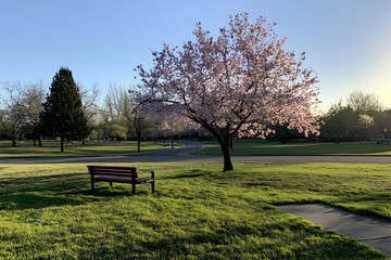 A Serene Spring Morning, Cherry Blossoms in Full Bloom Casting a Gentle Light on Park Benches and Green Lawns Inviting Relaxation
