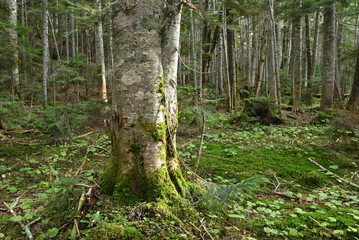 Mt. Nikko-Shirane, Gunma, Tochigi, Japan