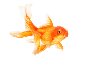 Gold fish on white background