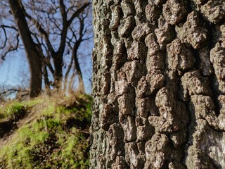 Tree bark texture with blurred trees in the background.