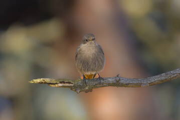 Black Redstart perched on a branch in the morning light