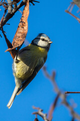 Eurasian Blue Tit perched on a branch in the morning light