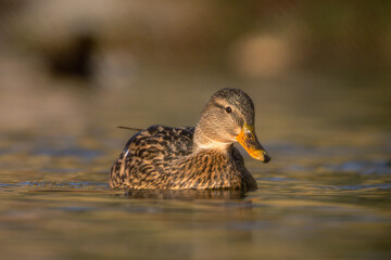 mallard duck on a pond in the morning light